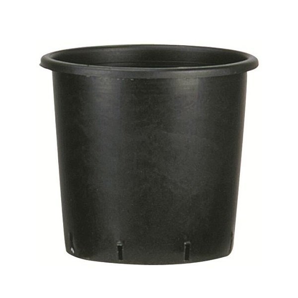 POTE NEGRO RED.24X24