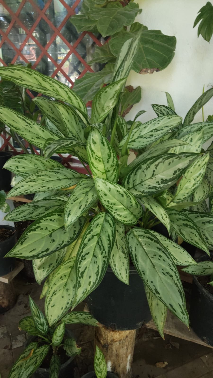 AGLAONEMA 15 CM (planta)