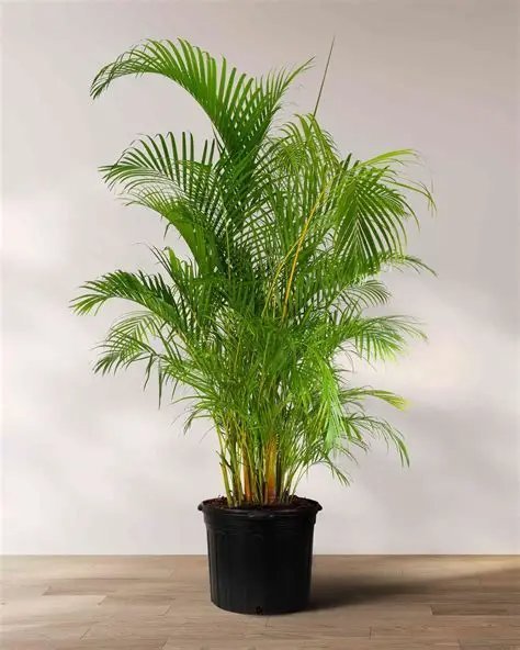 PALMAS ARECA